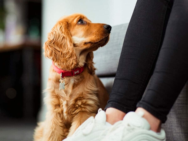 Τελικά τι ισχύει; – Γνωρίζει ο σκύλος σας πότε αντιπαθείτε κάποιον;